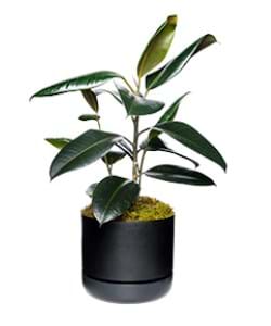 Rubber Plant | Ficus elastica