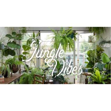 A Jungle Vibes | Plant Packages